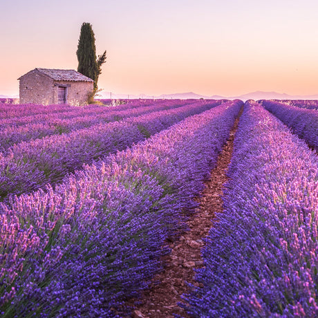 Sauna-Aufguss PROVENCE